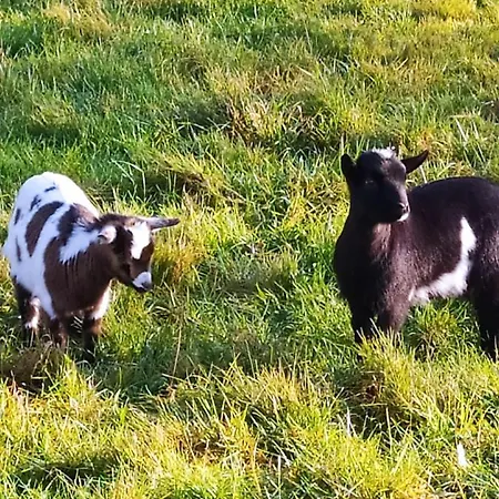 Alojamento de Acomodação e Pequeno-almoço La Chaumiere Saint-Martin-Saint-Firmin